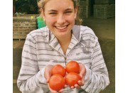 TRUSS TOMATOES 500 Grams CAMBRIDGE GROWN